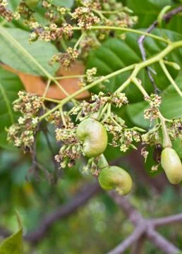 Young cashew nut on tree Stock Photos