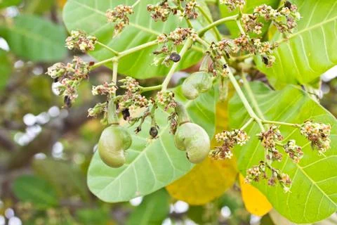 Young cashew nut on tree Stock Photos