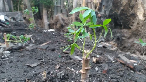 Young cassava plants Stock Footage 202636196