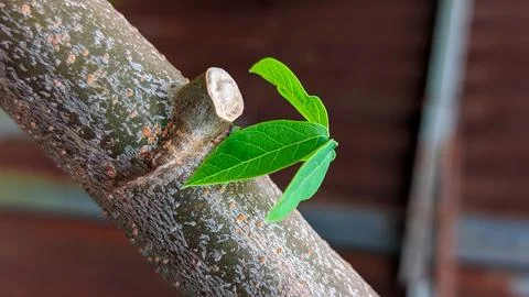 Young cassava shoots sprouting from a stem cutting Stock Photos