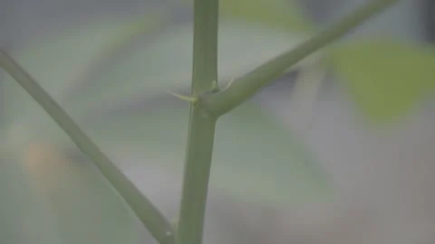 Young Cassava Tree Stem Close-Up   S-Log3 Stock Footage 313572757