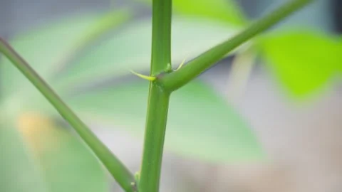 Young Cassava Tree Stem Close-Up Video stock 313572758