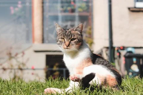 Young cat basks in the direct midday sun and stretches its limbs. Afternoon w Stock Photos