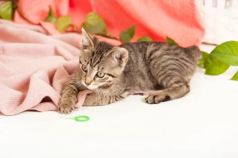 Young cat on blanket Stock Photos