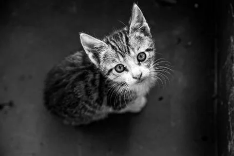 Young cat in box Stock Photos