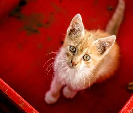 Young cat in box Stock Photos