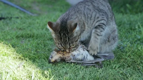 Young cat with caught bird Stock Footage 258843890