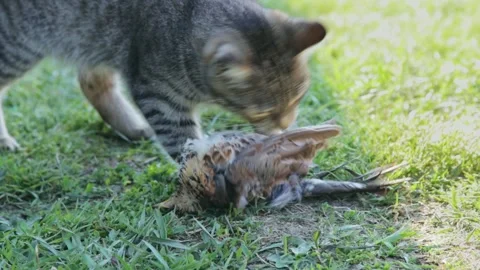 Young cat with caught bird 库存影片 258843897