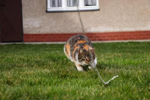 Young cat chases after the string to catch it as quickly as possible and bite Foto stock