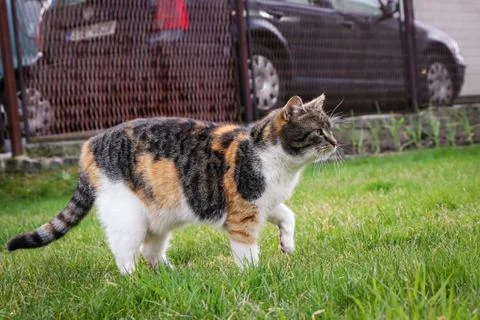 Young cat chases after the string to catch it as quickly as possible and bite Foto stock