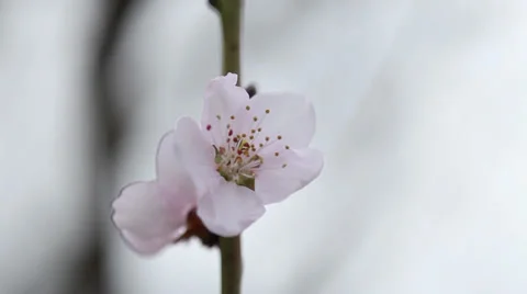 Young cat climbing a blossoming tree Stock-Footage 35463273