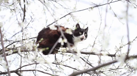 Young cat climbing a blossoming tree Stock Footage 35463631