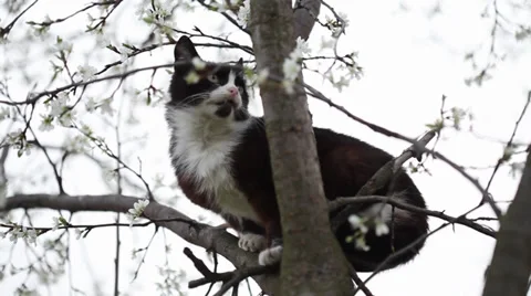 Young cat climbing a blossoming tree Stock Footage 35464247
