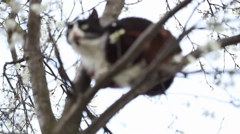 Young cat climbing a blossoming tree Video stock 35473432