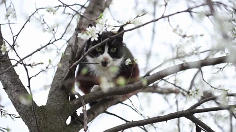 Young cat climbing a blossoming tree Video stock 35473491