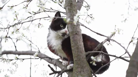 Young cat climbing a blossoming tree Stock Footage 35473526