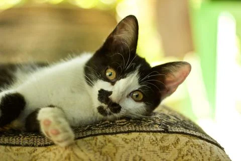 Young Cat Close-Up Stock Photos
