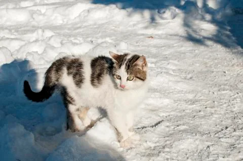 Young cat closeup Stock Photos