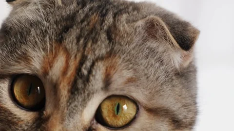 Young cat cute looks at the camera, extreme close-up Stock Footage 129322804