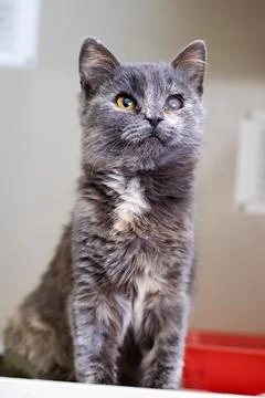 Young cat eager for care. Adorable kitten with speckled fur looking toward Stock Photos