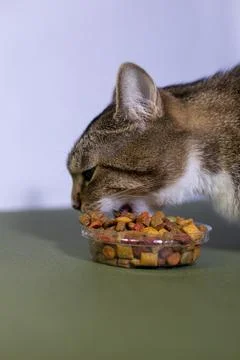 A young cat eats dry food close up Stock Photos