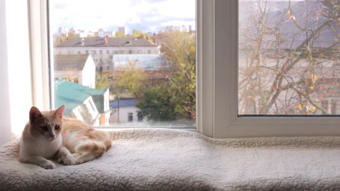 A young cat enjoys lying on the windowsill by the window Video stock 146773871