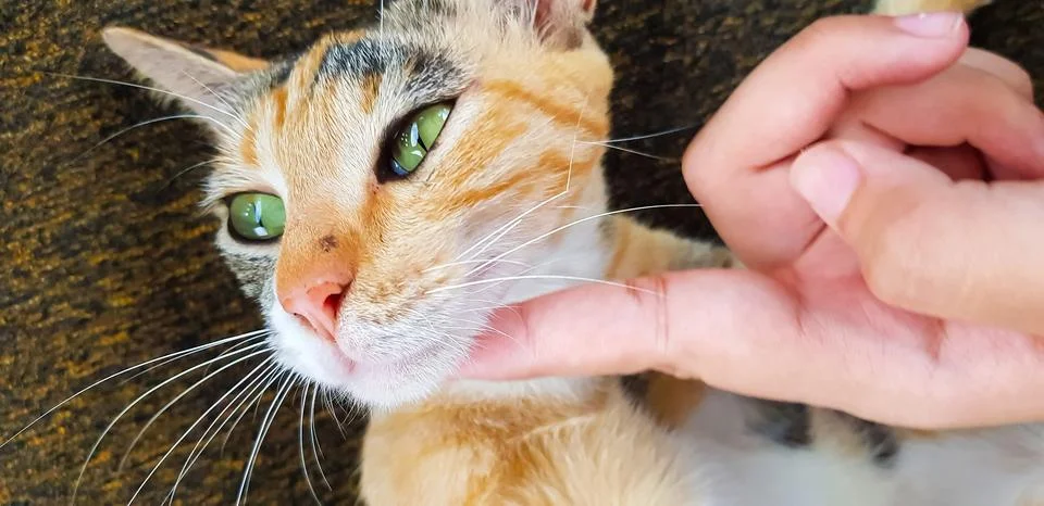 Young cat expression when playing with us, looks up Stock Photos
