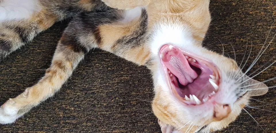 Young cat expression when playing with us, looks up Stock Photos