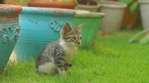 Young cat in Garden Stock Footage 53230428