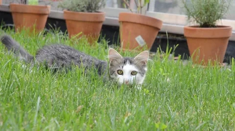 Young cat on grass 스톡 동영상 8624287