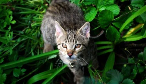 Young cat in the grass Stock Photos