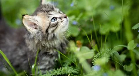 Young cat in the grass Stock Photos