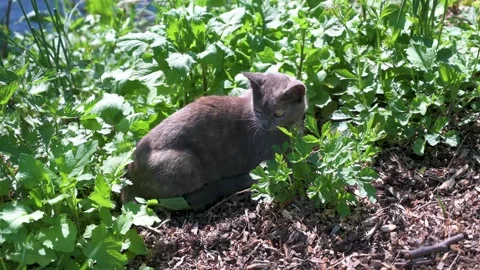 Young cat hides between nettles by a stream 2 Stock Footage 130364595