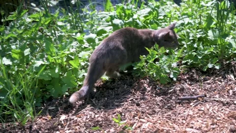 Young cat hides between nettles by a stream Stock Footage 130364666