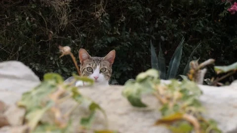 A young Cat Hiding Behind Some Rocks, Dolly Reveal Stock Footage 201407752