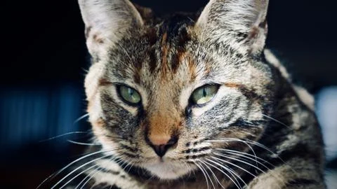 Young cat at home Stock Photos