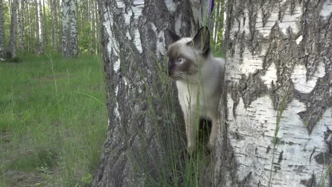 Young cat, kitten, Siam oriental group, Mekong bobtail walks in a grass on the Video stock 87759268
