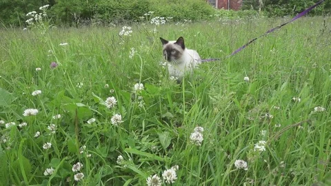 The young cat, kitten (Siamese type ,Mekong bobtail) walks in a grass Stock Footage 84851094