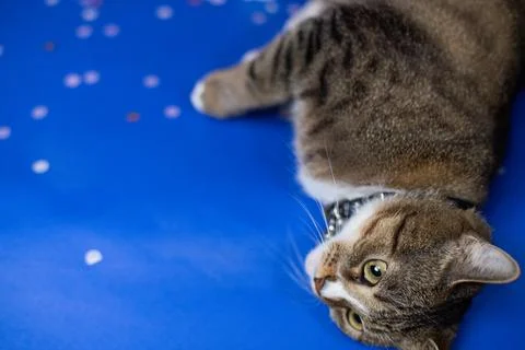 A young cat lies on a beautiful background Stock Photos