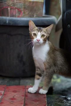 Young cat looking at the camera Stock Photos