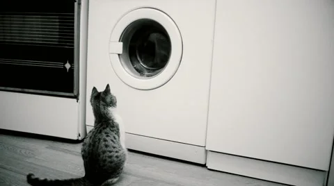Young cat looking into washing machine drum Stock Footage 67601870