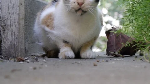 Young Cat Lying On The Floor Stock Footage 70000677