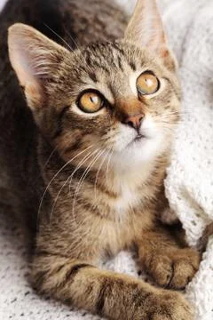 Young cat Stock Photos