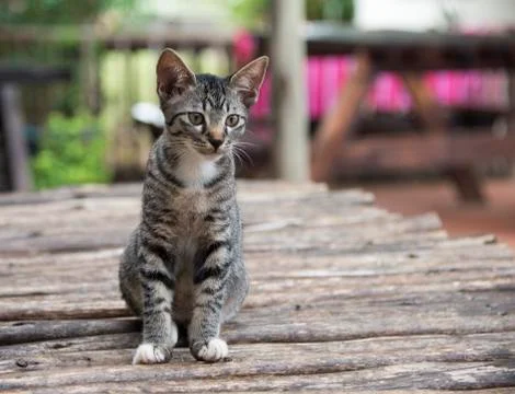 Young cat Stock Photos