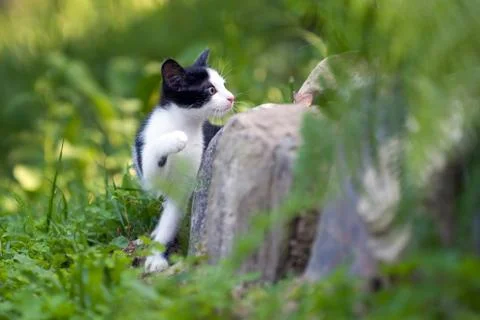 Young cat Stock Photos