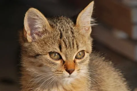 Young cat Foto stock