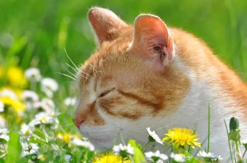 Young cat Foto stock