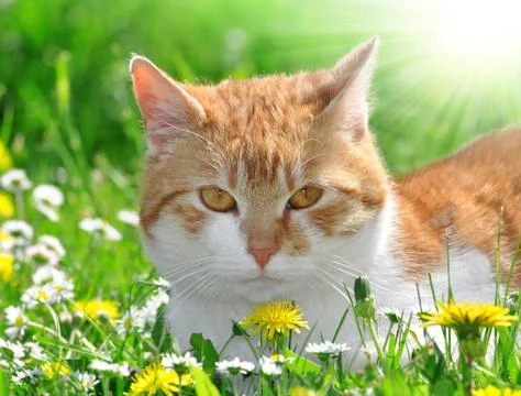 Young cat Foto stock