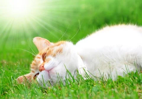 Young cat Stock Photos