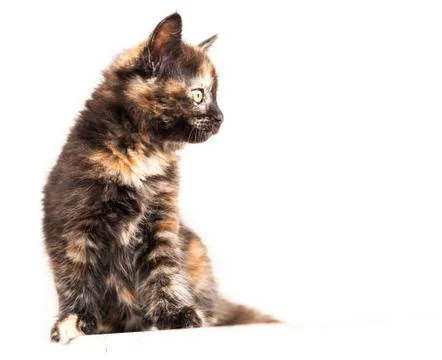 Young cat Stock Photos